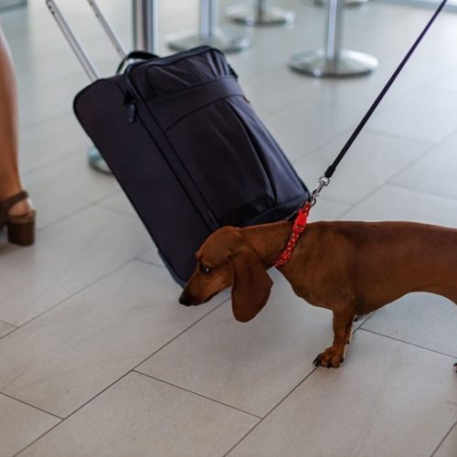 wmremove-transformed